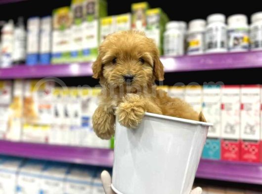 Tooy Poodle Yavrumuz 