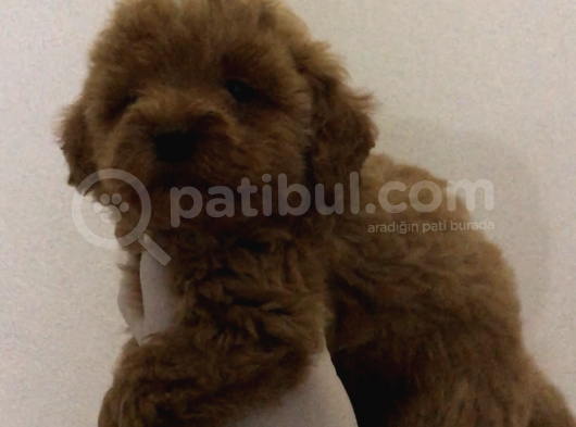 Maltipoo F2 görsel