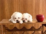 Teacup Maltese Terrier Bebekler