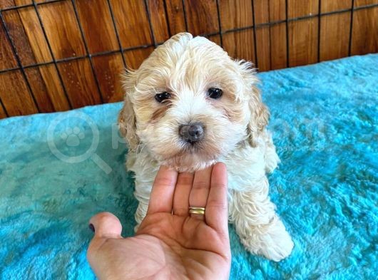 Taptatli Sevi̇mli̇ Maltipoo Bebekleri̇mi̇z görsel