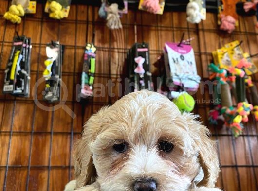 Taptatli Sevi̇mli̇ Maltipoo Bebekleri̇mi̇z görsel