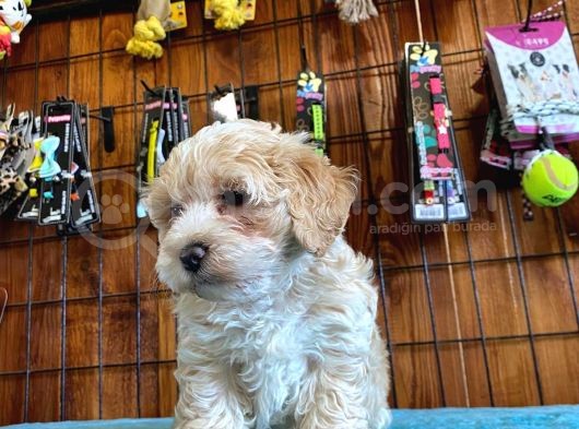 Taptatli Sevi̇mli̇ Maltipoo Bebekleri̇mi̇z