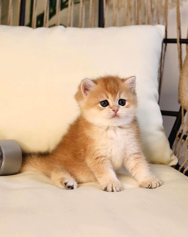 British Shorthair İstanbul
