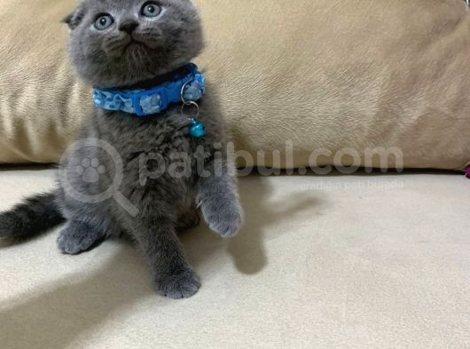45 Günlük Safkan  Scotti̇sh Fold Yavrularimiz görsel