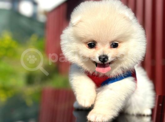 Fenomen Pomerani̇an Boo Di̇şi̇ Yavru görsel