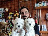 KARBEYAZ MALTESE TERRİER 0 numara YAVRULAR