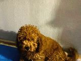 Orjinal Poodle Yavrular Aşılı Ve Sağlık Garantilidir