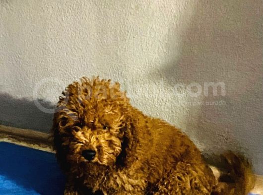 Orjinal Poodle Yavrular Aşılı Ve Sağlık Garantilidir görsel