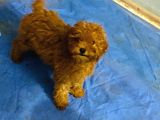 Orjinal Poodle Yavrular Aşılı Ve Sağlık Garantilidir