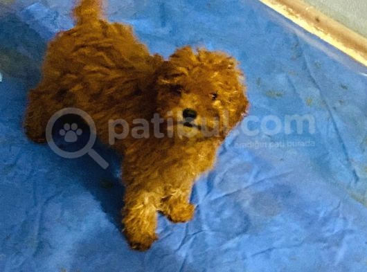 Orjinal Poodle Yavrular Aşılı Ve Sağlık Garantilidir görsel