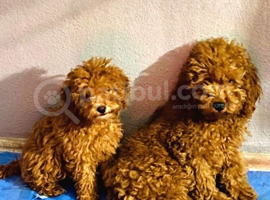 Orjinal Poodle Yavrular Aşılı Ve Sağlık Garantilidir