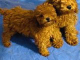Orjinal Poodle Yavrular Aşılı Ve Sağlık Garantilidir