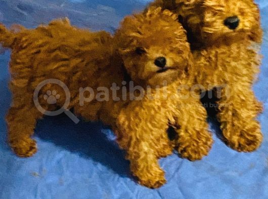 Orjinal Poodle Yavrular Aşılı Ve Sağlık Garantilidir görsel