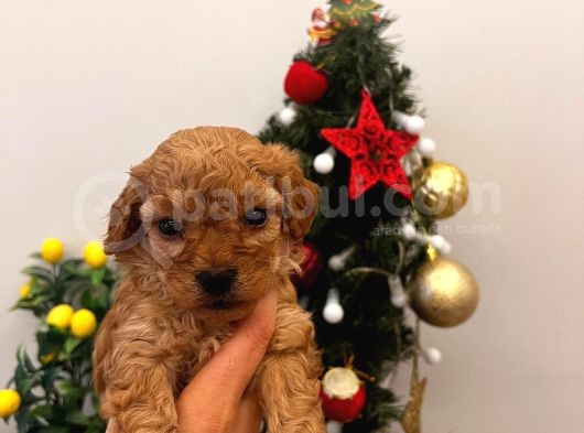 Ballı Lokma Poodle Bebeklerim görsel