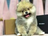 Pomerri̇an Boo Ayi Suratli 