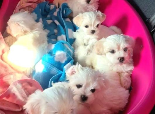 0 Numara Maltese Yavrularımız görsel