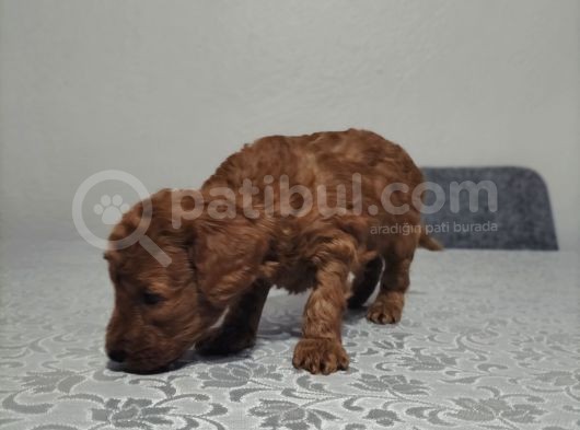 Toypoddle Bebekler