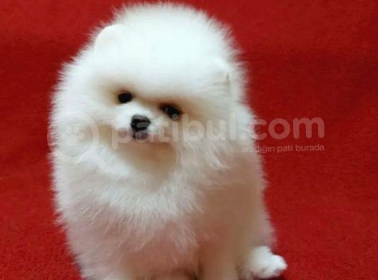 Ayıcık Suratlı Pomerian Bebeklerimiz