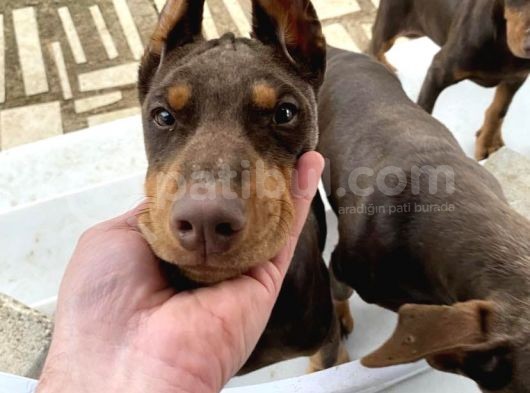 Orjinal Kulak Ve Kuyruk Estetikli Kızıl Doberman görsel