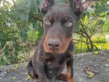 Orjinal Kulak Ve Kuyruk Estetikli Kızıl Doberman