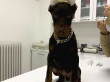 Orjinal Kulak Ve Kuyruk Estetikli Kızıl Doberman