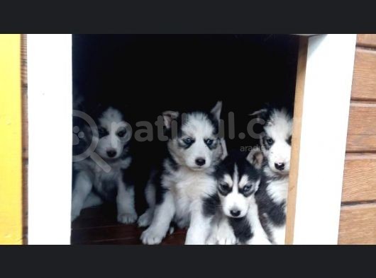 Mavi Göz Husky Yavruları