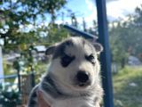 1 Erkek 1 Dişi  Yavru Si̇bi̇rya Kurdu Safkan Husky 