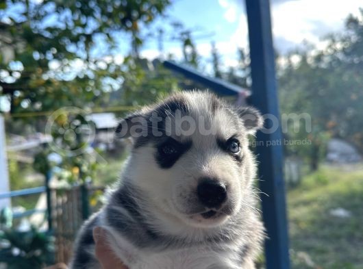1 Erkek 1 Dişi  Yavru Si̇bi̇rya Kurdu Safkan Husky  görsel
