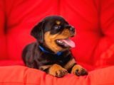 Koca Kafa rottweiler yavruları