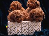 Orijinal Toy Poodle Yavrular 