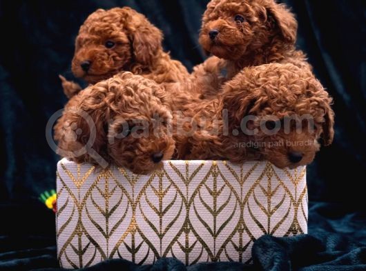 Orijinal Toy Poodle Yavrular  görsel