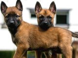 Üst Kalite Sağlık Garantili Belçika Malinois Yavrular