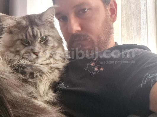 Maine Coon Xl Full Secereli görsel