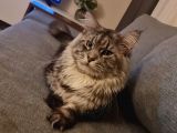 Maine Coon Xl Full Secereli