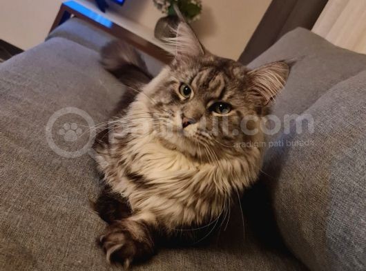 Maine Coon Xl Full Secereli görsel
