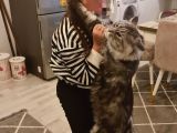Maine Coon Xl Full Secereli