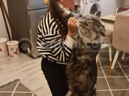 Maine Coon Xl Full Secereli görsel