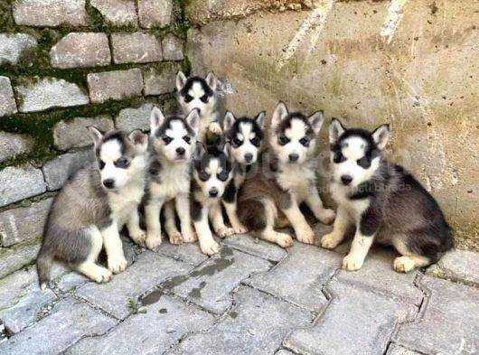 Mavi Göz Husky Yavruları
