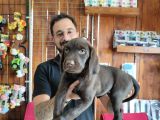 Mükemmel A Kalite Labrador Yavrularımız