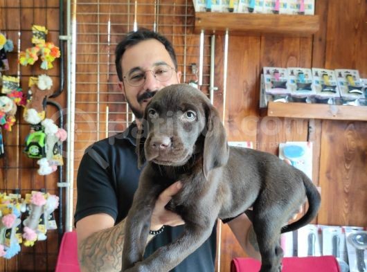 Mükemmel A Kalite Labrador Yavrularımız görsel