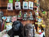 Mükemmel A Kalite Labrador Yavrularımız