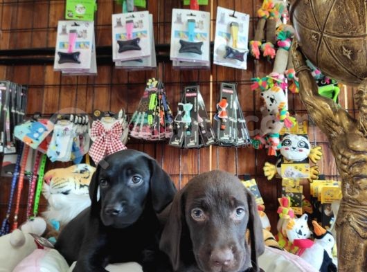Mükemmel A Kalite Labrador Yavrularımız görsel