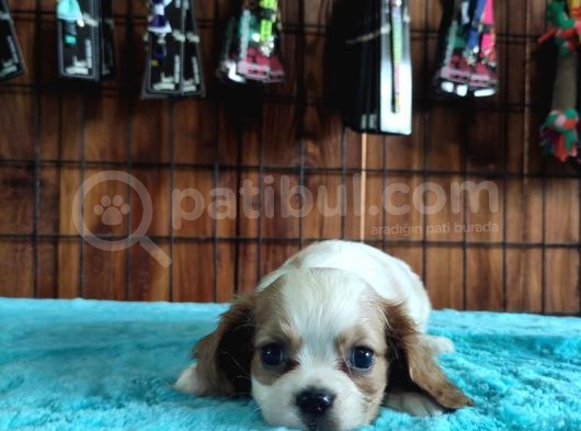 Harika Cavalier King Charles Spaniel Premium Yavrularimiz görsel