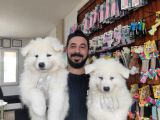 Ayi̇ Yavrusu Samoyed A Kali̇te Irk