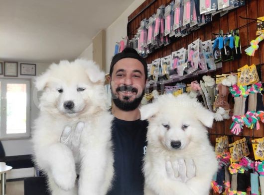 Ayi̇ Yavrusu Samoyed A Kali̇te Irk görsel