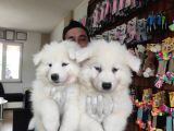 Ayi̇ Yavrusu Samoyed A Kali̇te Irk