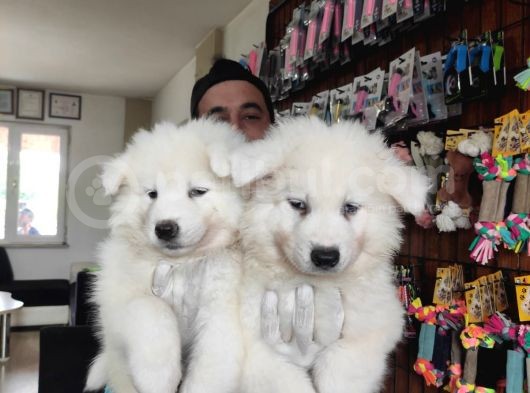 Ayi̇ Yavrusu Samoyed A Kali̇te Irk görsel