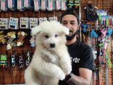 Ayi̇ Yavrusu Samoyed A Kali̇te Irk