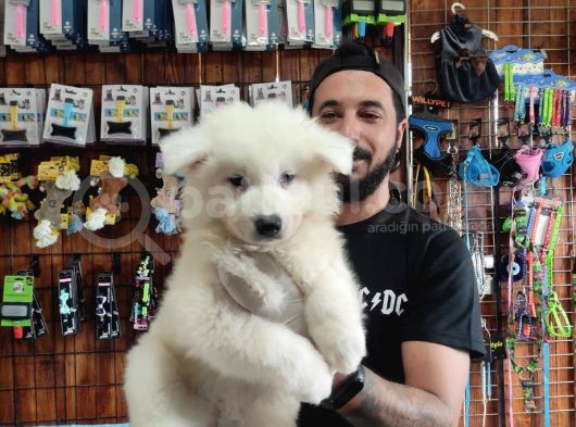 Ayi̇ Yavrusu Samoyed A Kali̇te Irk görsel