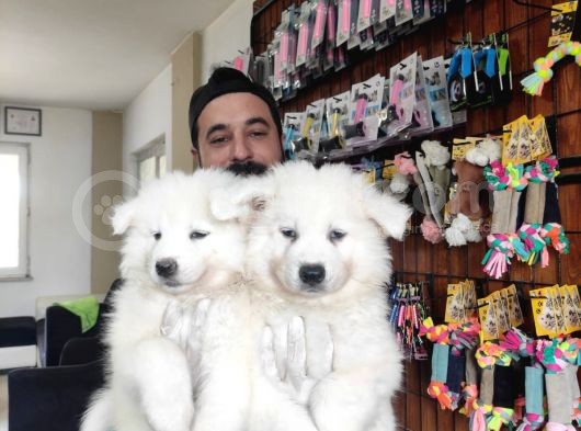 Ayi̇ Yavrusu Samoyed A Kali̇te Irk görsel